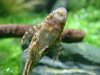 2.otocinclus sp. negro_(1024_x_768).jpg 2.otocinclus sp. negro_(1024_x_768).jpg