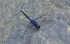 056-Libelle blau Ca Dy.jpg