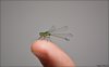 libelle_02.jpg