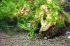 flora Base grob_bearbeitet-1.jpg