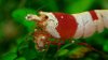 DSCF6447.jpg