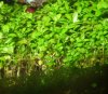 DSCF6677.jpg DSCF6677.jpg