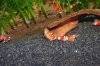 shrimpset-4.jpg