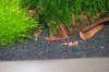 shrimpset-2.jpg