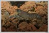 kleinIMG_2122_rahmen.jpg kleinIMG_2122_rahmen.jpg