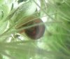 schnecke.jpg schnecke.jpg