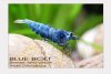 Blue Bolt Shrimp 7.jpg