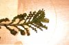 w. Pogestemon 004.JPG
