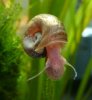 110401 - Schnecke.jpg