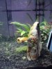 Aquarium 1.jpg