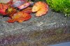 IMGP0949.jpg
