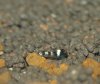 Hummel1 juv.jpg