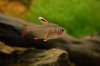 dsc_3266dkdp.jpg