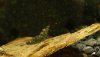 Sulawesi Tiger 007 Kopie.jpg