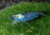 Neocaridina-cf-zhanghjiajiensis-var-blue-pearl.jpg