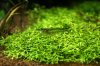 Riccia 049.JPG