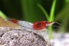 16057-Red-Rili-Shrimp-Neocaridina-heteropoda.jpg 16057-Red-Rili-Shrimp-Neocaridina-heteropoda.jpg