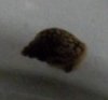 Unbekannte schnecke 2.jpg Unbekannte schnecke 2.jpg