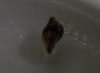 unbekannteschnecke1.jpg unbekannteschnecke1.jpg