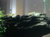 DSC07243.JPG