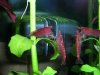 RF frisst Schnecke 1.JPG