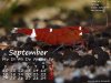 Sep..jpg Sep..jpg