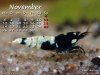 Nov..jpg Nov..jpg