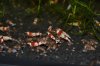 DSC_0195.JPG DSC_0195.JPG