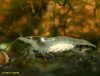 neocaridina_sp_white3.jpg