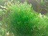 aqua4 034.jpg aqua4 034.jpg
