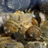 viviparus_viviparus_ae0710.jpg viviparus_viviparus_ae0710.jpg