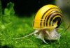 zebraapfelschnecke.jpg zebraapfelschnecke.jpg