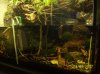 paludarium.jpg