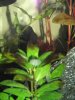 DSCF1038.JPG