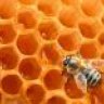 Beeswax