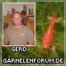 Gertiforelli