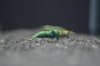 Heimtiermesse Hannover 28.1.11 016.JPG