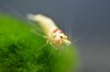 Heimtiermesse Hannover 28.1.11 056.JPG