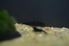 Heimtiermesse Hannover 28.1.11 062.JPG
