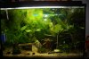 aquarium feb. 2012.JPG