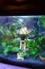 aquarium.JPG