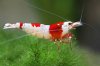 Malte Wiitt Red Bee .jpg