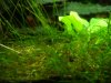 Green Fire1.jpg
