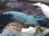 Blue Pearl W1.jpg
