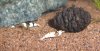 Black Bees 0002.jpg