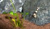 Black Bees 0001.jpg