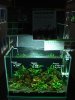 Bucephalandra 7.jpg