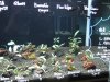 Bucephalandra 4.jpg