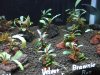 Bucephalandra 5.jpg