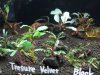 Bucephalandra 6.jpg